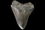 Serrated, Fossil Megalodon Tooth - Georgia #81684-2